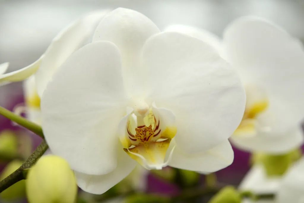 Flor de orquídea blanca en primer plano